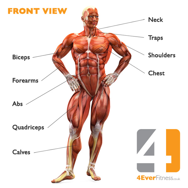 Human Body Muscle Diagram Fitness4evere